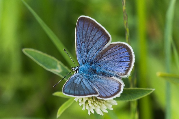 modráčik lesný Polyommatus semiargus