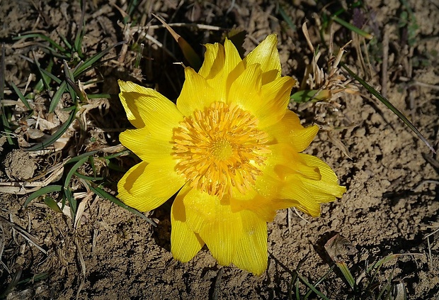 hlaváčik jarný Adonis vernalis L.