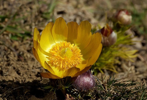 hlaváčik jarný Adonis vernalis L.