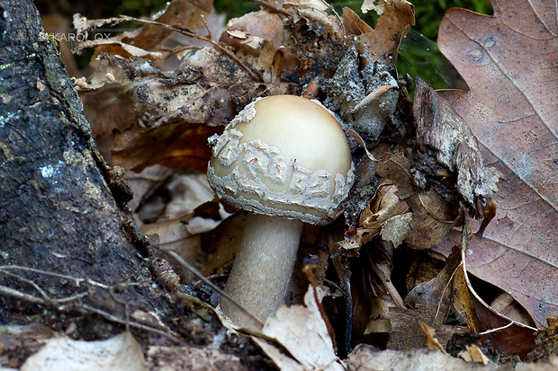 muchotrávka červenkastá Amanita rubescens Pers.