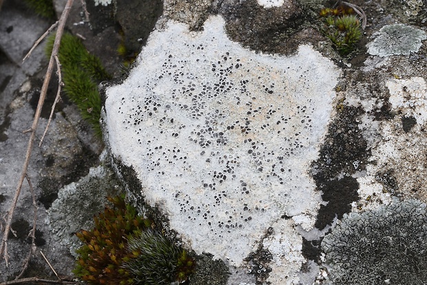 manovník Circinaria calcarea (L.) A. Nordin, Savić & Tibell