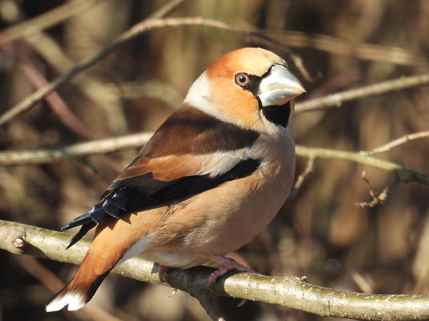 glezg hrubozobý Coccothraustes coccothraustes