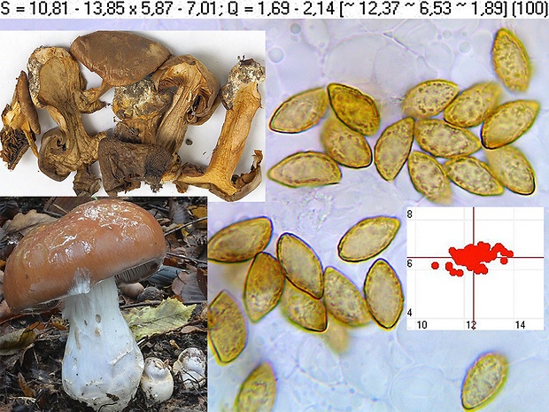 pavučinovec mohutný Cortinarius praestans (Cordier) Gillet