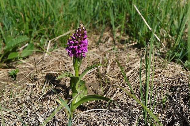 vstavačovec májový pravý Dactylorhiza majalis subsp. majalis (Reincherb.) Hunt & Summerh.