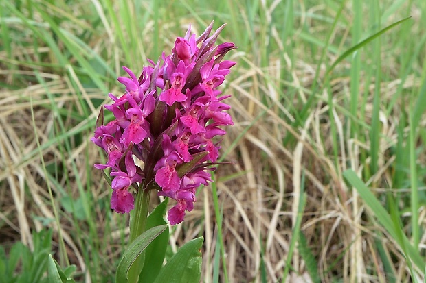 vstavačovec bazový Dactylorhiza sambucina (L.) Soó