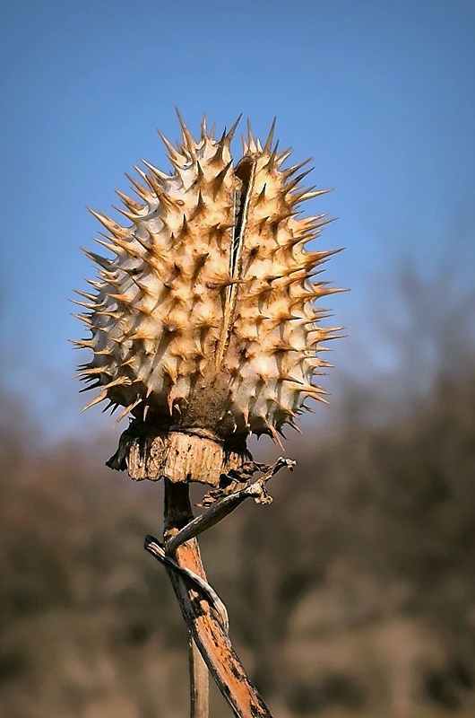 durman obyčajný Datura stramonium L.