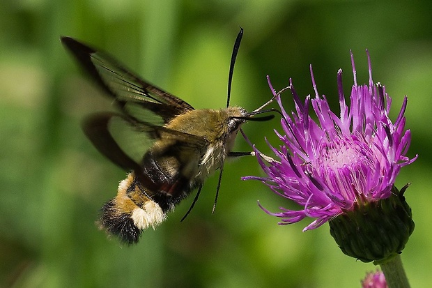 lišaj zemozelový Hemaris fuciformis