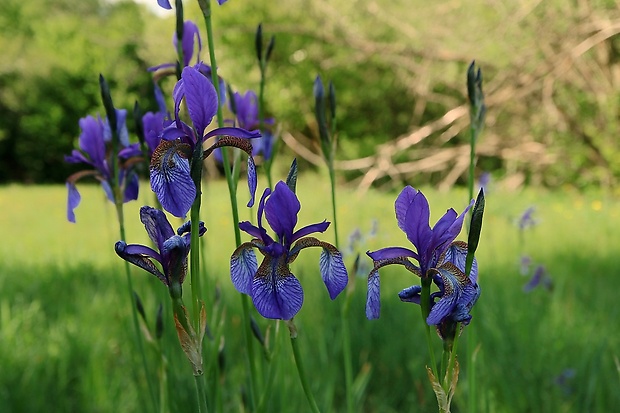 kosatec sibírsky Iris sibirica L.