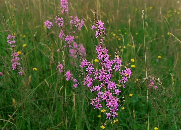 vrbica prútnatá Lythrum virgatum L.