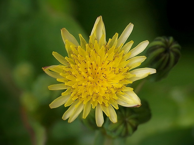 mlieč zelinný Sonchus oleraceus L.