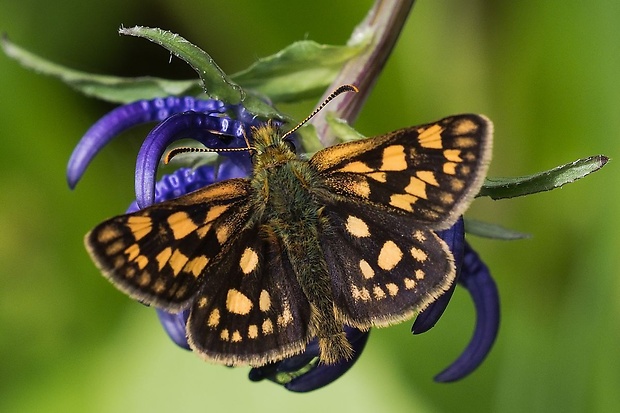 súmračník skorocelový Carterocephalus palaemom