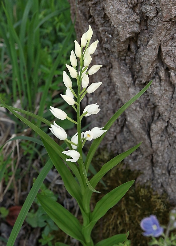 prilbovka dlholistá Cephalanthera longifolia (L.) Fritsch