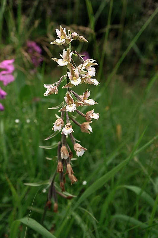 kruštík močiarny Epipactis palustris (L.) Crantz