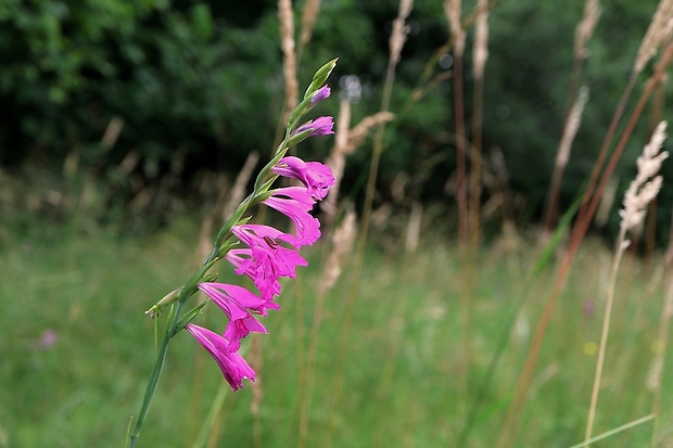 mečík škridlicovitý Gladiolus imbricatus L.