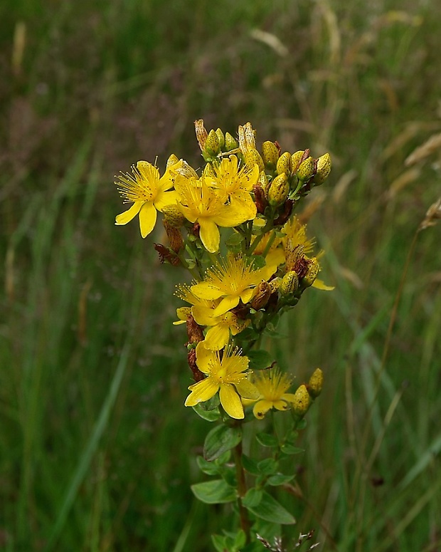 ľubovník bodkovaný Hypericum perforatum L.