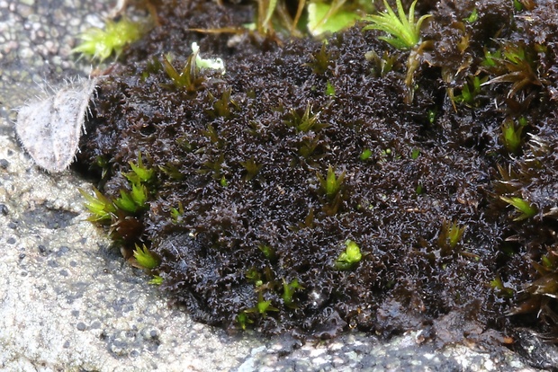 napúchavec lalôčkatý Scytinium lichenoides (L.) Otálora, P.M. Jørg. & Wedin