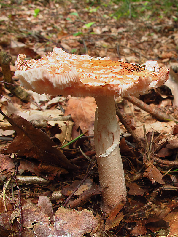 muchotrávka slamovožltá Amanita gemmata (Fr.) Bertill.