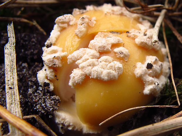 muchotrávka slamovožltá Amanita gemmata (Fr.) Bertill.