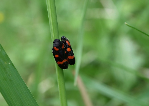 peniarka nížinná Cercopis sanguinolenta