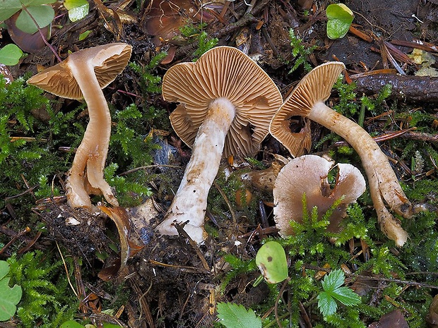 pavučinovec marhuľovožltý Cortinarius armeniacus (Schaeff.) Fr.