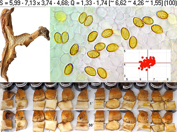 pavučinovec nadvinutý Cortinarius glaucopoides Kauffman