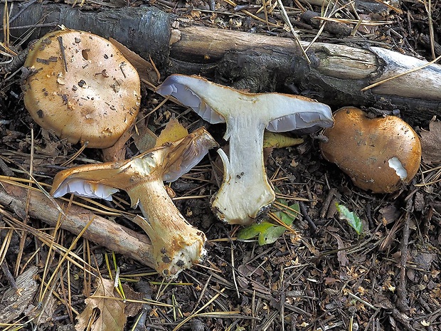 pavučinovec nadvinutý Cortinarius glaucopoides Kauffman