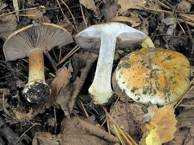 pavučinovec fúzatopošvový Cortinarius olidovolvatus Bon & Trescol