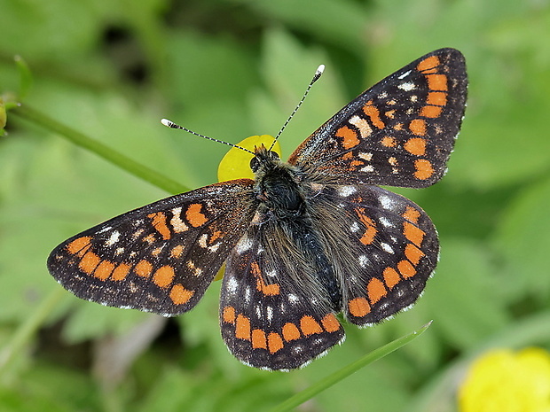 hnedáčik osikový Euphydryas maturna