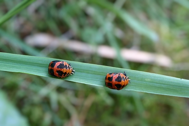 lienka - kukla Harmonia axyridis