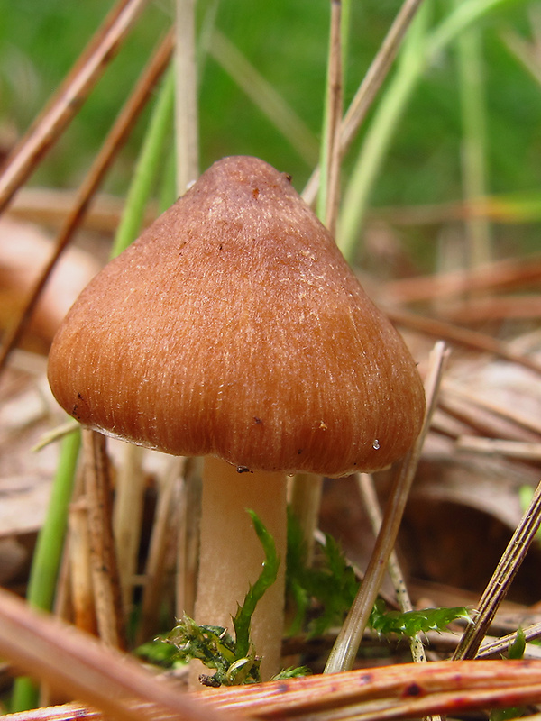 vláknica Inocybe sp.