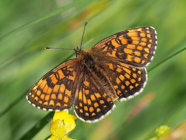 hnedáčik skorocelový Melitaea athalia