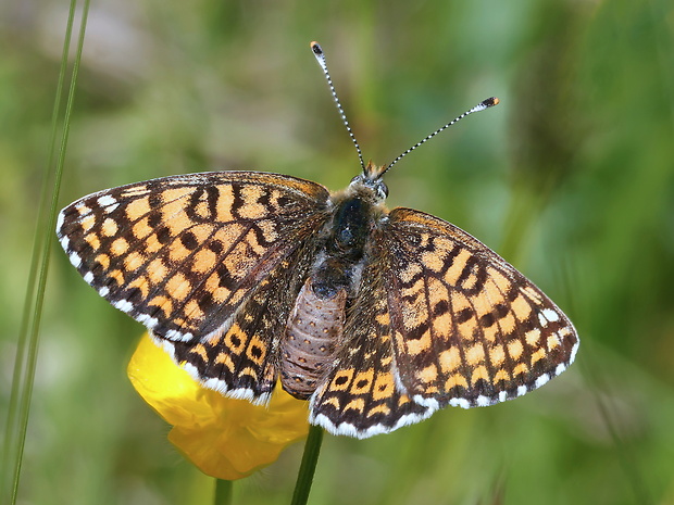 hnedáčik mriežkovaný Melitaea cinxia