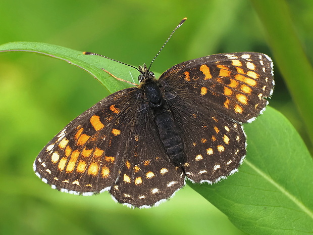 hnedáčik čermeľový Melitaea diamina