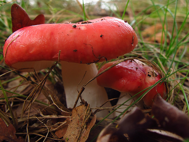 plávka škodlivá Russula cf. emetica (Schaeff.) Pers.