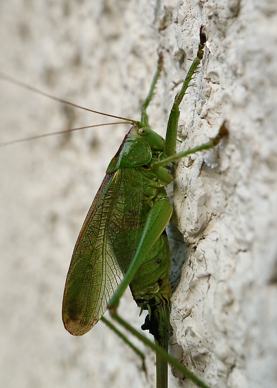 kobylka spevavá Tettigonia cantans (Fuessly, 1775)