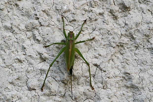 kobylka spevavá Tettigonia cantans (Fuessly, 1775)