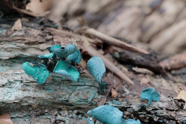 zelenica Chlorociboria sp.