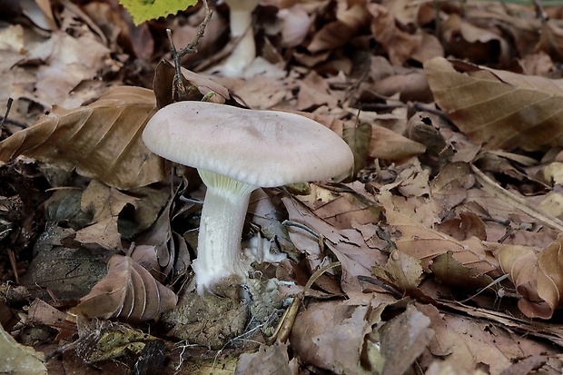 strmuľka inovaťová Clitocybe nebularis (Batsch) P. Kumm.