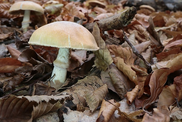 pavučinovec inovaťový Cortinarius caperatus (Pers.) Fr.