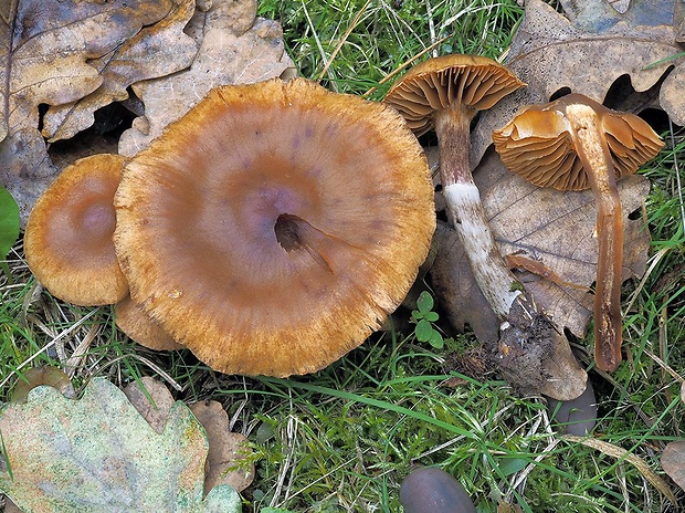 pavučinovec kužeľový Cortinarius conicus (Velen.) Rob. Henry