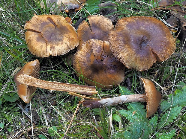 pavučinovec kužeľový Cortinarius conicus (Velen.) Rob. Henry