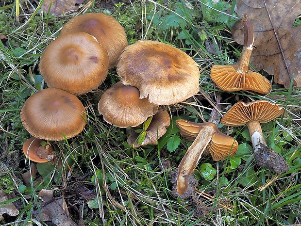 pavučinovec kužeľový Cortinarius conicus (Velen.) Rob. Henry