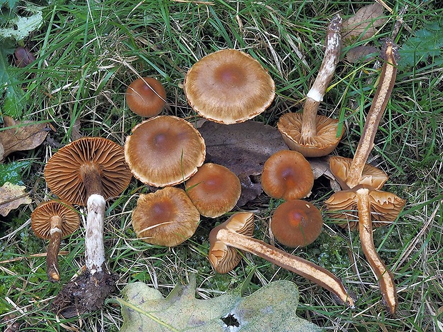 pavučinovec kužeľový Cortinarius conicus (Velen.) Rob. Henry