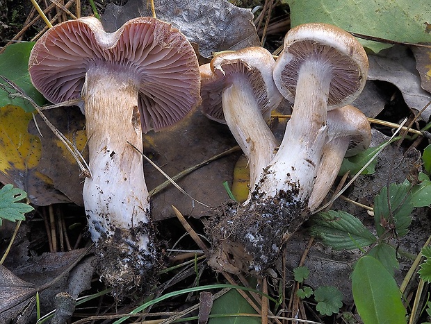 pavučinovec hájový Cortinarius lucorum (Fr.) J.E. Lange