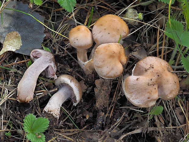 pavučinovec hájový Cortinarius lucorum (Fr.) J.E. Lange