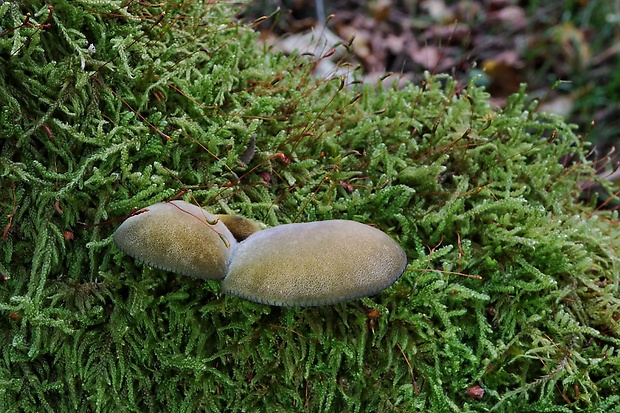 pňovka neskorá Sarcomyxa serotina (Pers.) P. Karst.