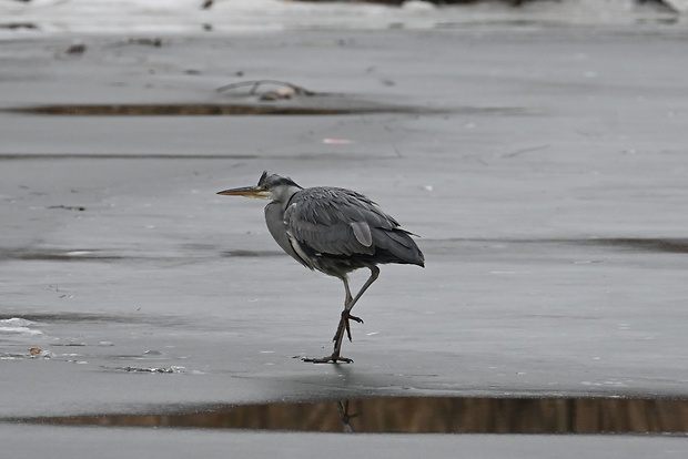 volavka popolavá Ardea cinerea