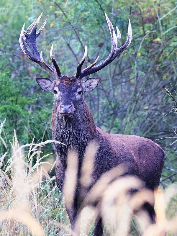 jeleň lesný Cervus elaphus