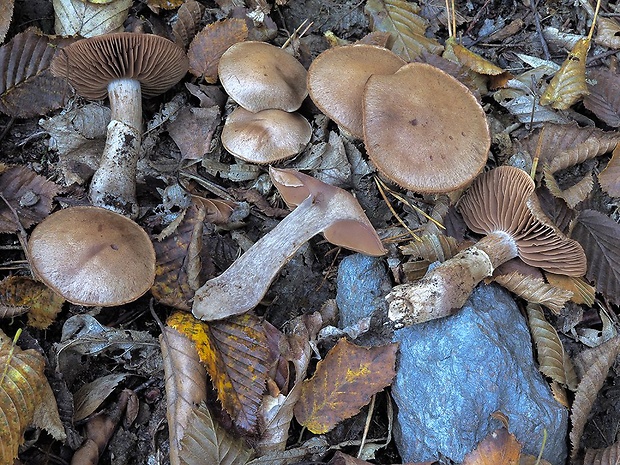 pavučinovec múčny Cortinarius aleuriodor Rob. Henry