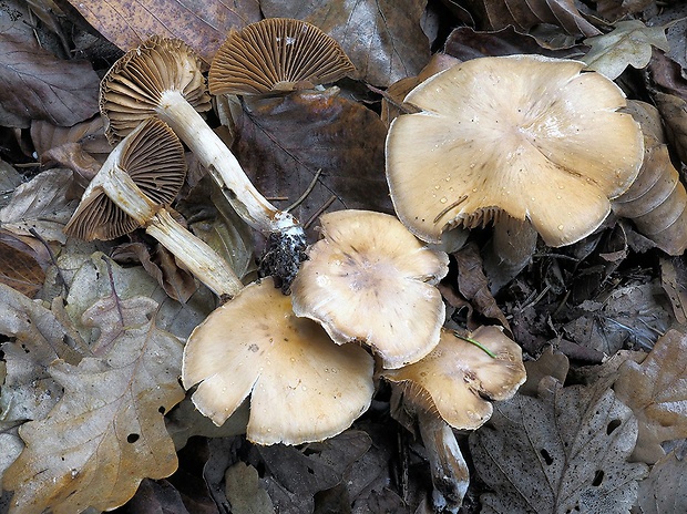 pavučinovec kolosálny Cortinarius colossipes Reumaux